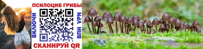 где купить наркоту  Заозёрск  МЕГА ссылки  Галлюциногенные грибы Psilocybe 